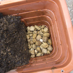 市販の培養土で充分よく育つ！軽めの土がオススメ